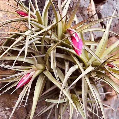 Apartment Cozy Mountain La Orotava