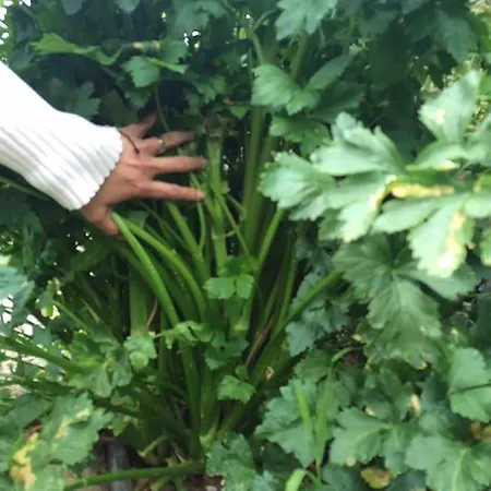 Apartamento Cozy Mountain La Orotava